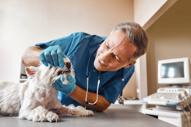 Best Weekend Emergency Dentist in Strum, WI